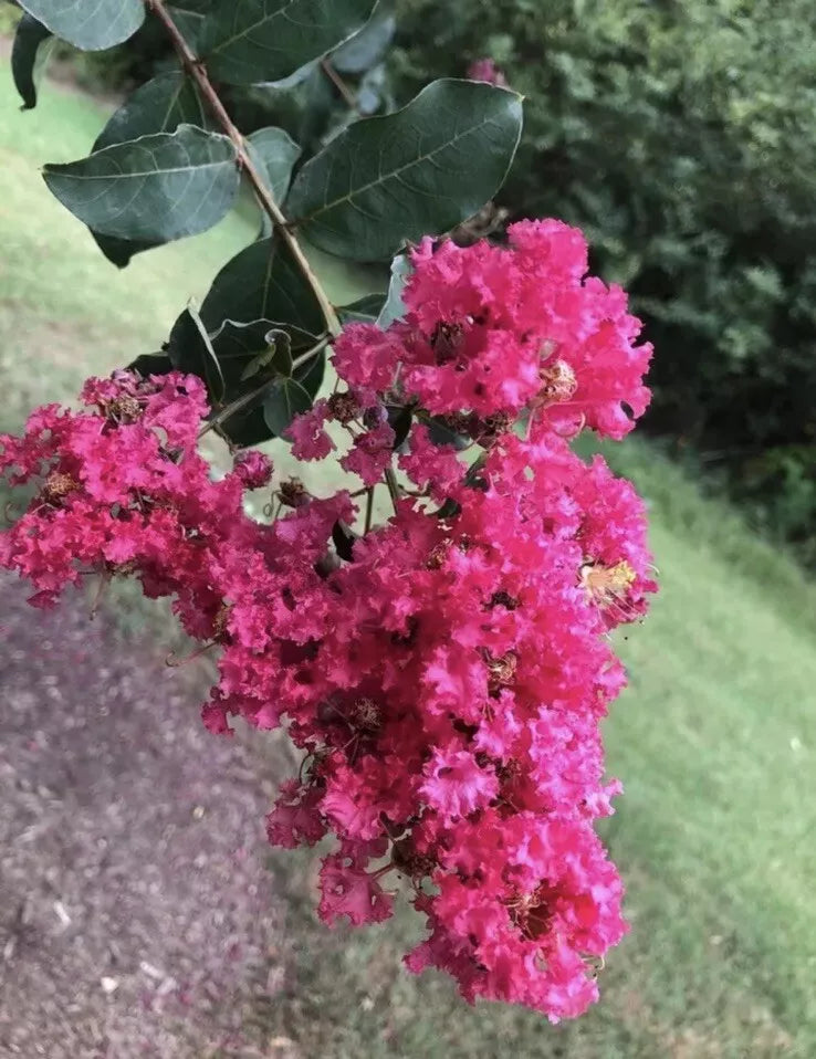 Crape Myrtle Tree Seeds - 200 Pack, Lagerstroemia Indica Flowering Seeds for Garden, Landscape, and Container Planting