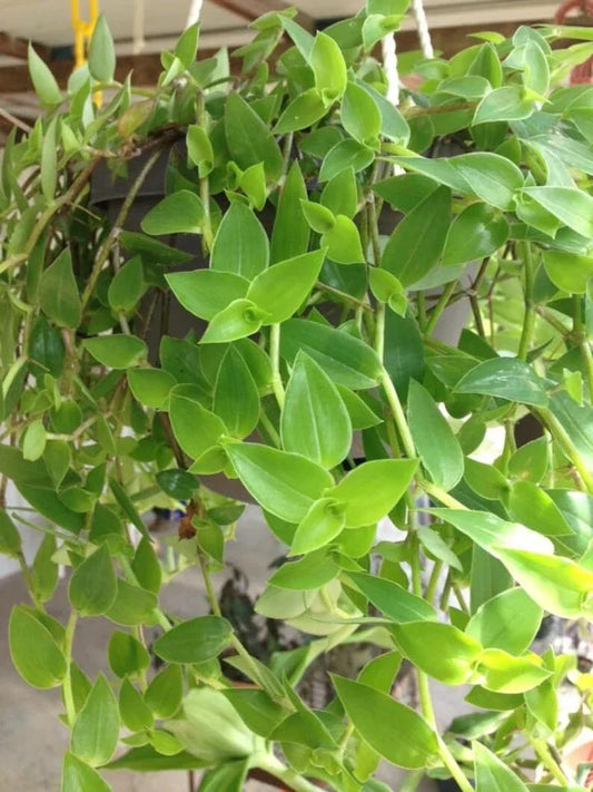 Green Wandering Jew Cuttings 12" Tradescantia Aurea Unrooted Plant Propagation DIY