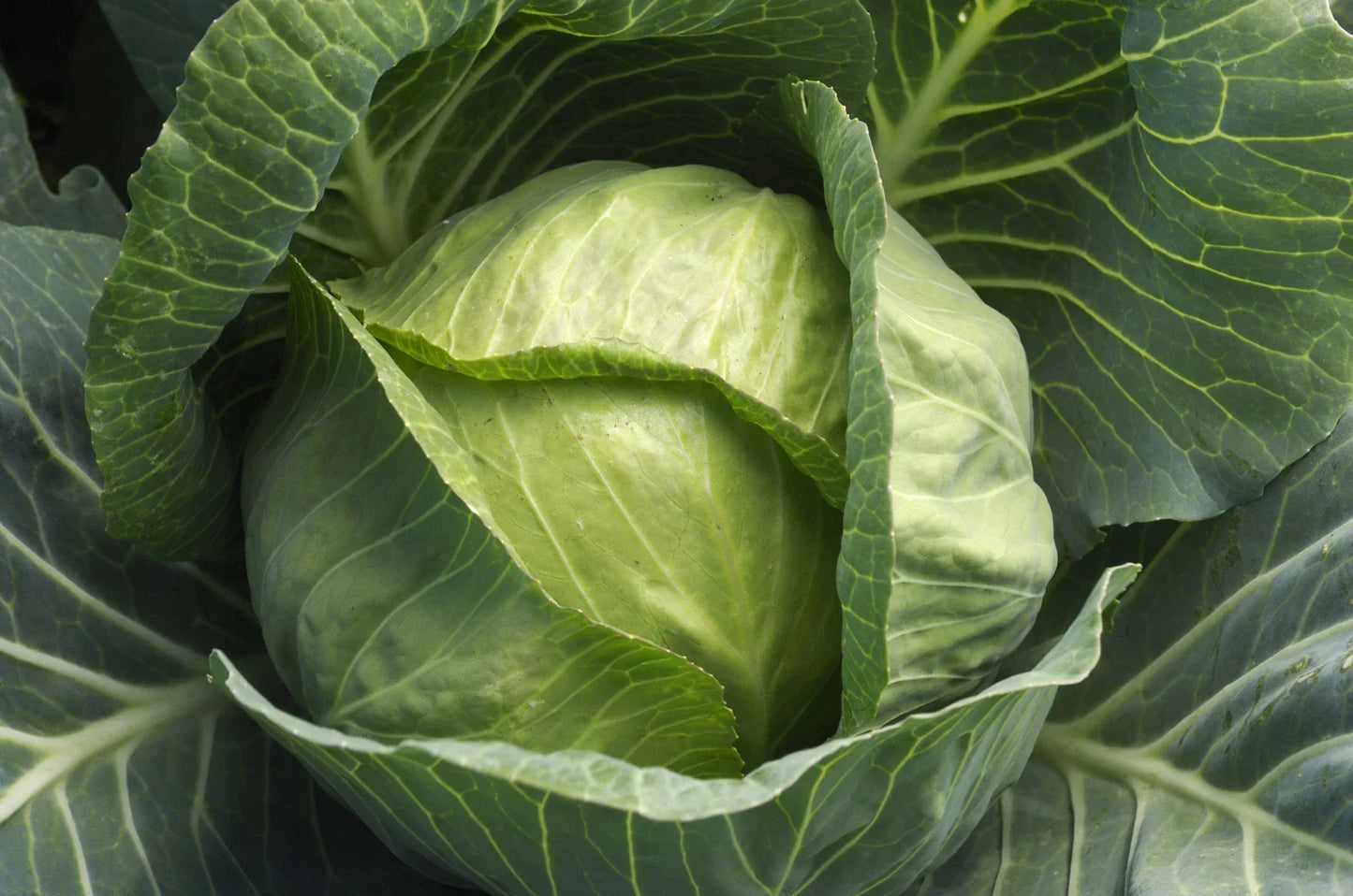 Cabbage Seeds - Late Flat Dutch Variety - Organic Brassica oleracea - Large Dense Heads for Cooking & Preservation, Pack of 100