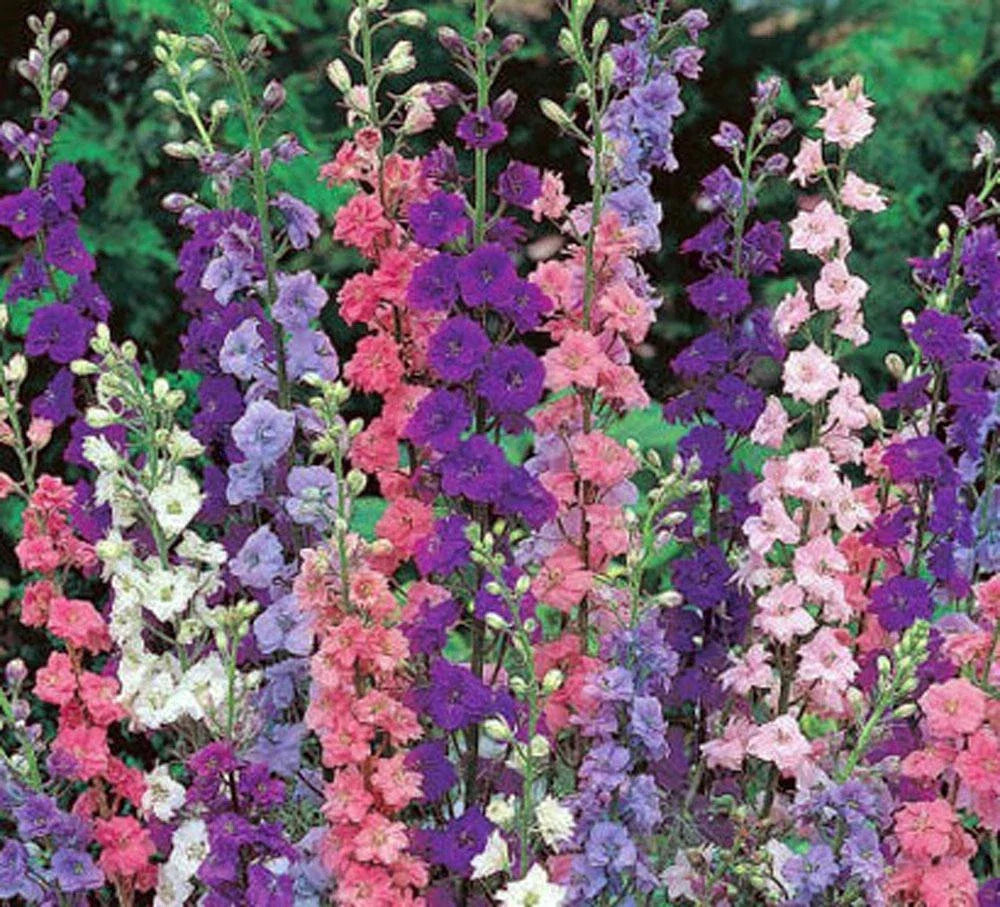 Giant Imperial Delphinium Seeds - 1000+ Seeds for Cut Flower Arrangements - Delphinium elatum - Non-GMO Perennial Blooms