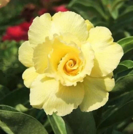Live Double Yellow Desert Rose Plant – Adenium Obesum Tropical Flowering Succulent with Soil-Wrapped Roots