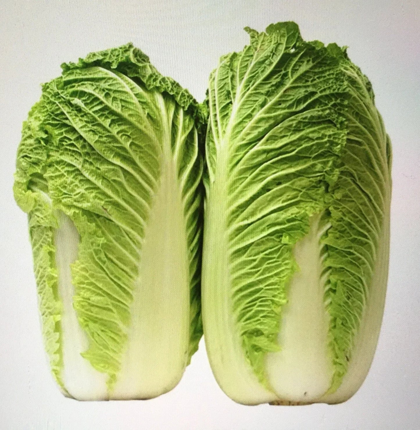 Chinese Cabbage Seeds F1 Hybrid Brassica rapa subsp. pekinensis Vegetable Pack of 200+ Seeds