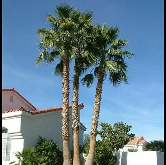 Mexican Fan Palm Tree Seeds - 50+ Washington Robusta Seeds - Tropical Landscape, Drought Tolerant, Fast-Growing Washingtonia robusta