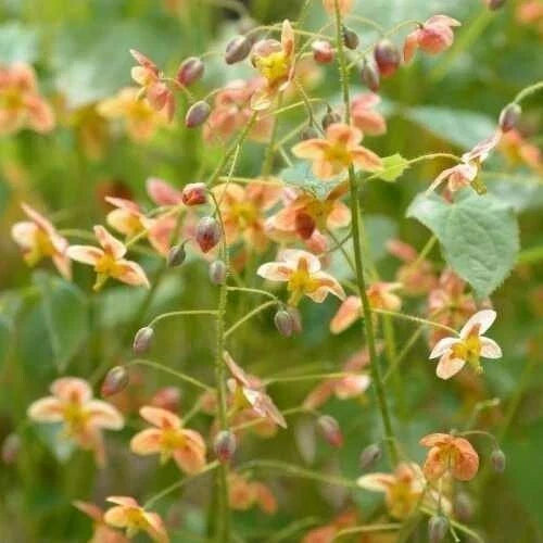 Epimedium Warleyense 'Orange Queen' Fairy Wings Plant – Shade Perennial with Orange Flowers, Ground Cover, Pollinator-Friendly, Potted