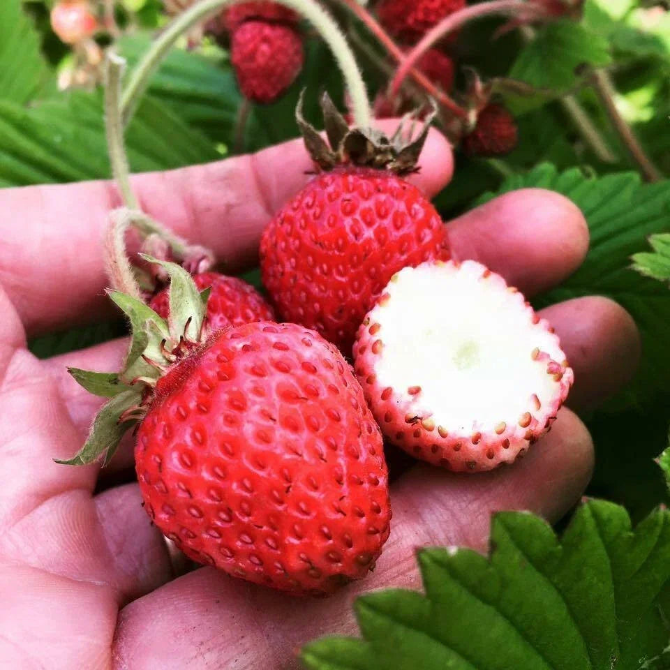 Scarlet June Strawberry Plants - 5 Live Roots, Fragaria × ananassa, Perfect for Zones 4-9, Home Garden, Container, Patio