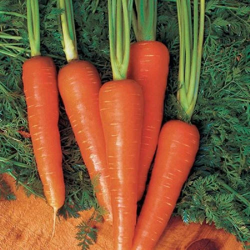 Moonraker Carrot Seeds Pack 1000+ Non-GMO Daucus carota for Home Garden, Raised Beds & Containers