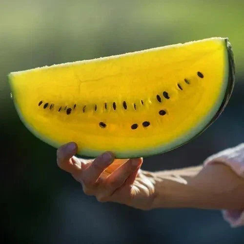 Moon and Stars Watermelon Seeds - 20+ Non-GMO Heirloom Citrullus lanatus with Yellow Flesh, Vining Packaged Seeds