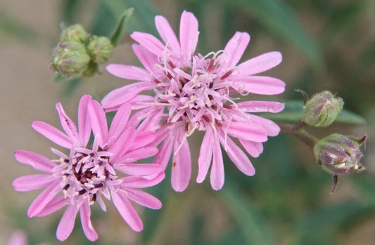 Organic Sand Palafoxia Seeds, Palafoxia sphacelata, Yellow Flowers, Drought-Tolerant, USA Grown, Non-GMO, Annual Plant, Low-Maintenance