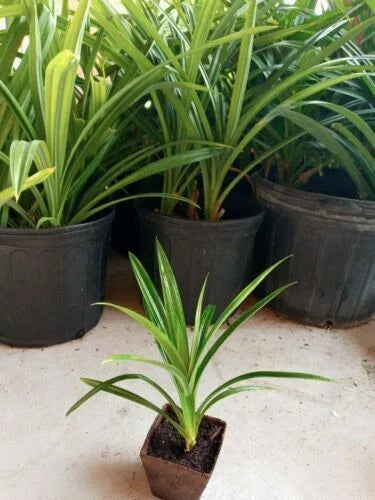 Mother + Babies Pandan Plants, Rooted Fragrant Pandanus amaryllifolius, Lá Dứa, Green Foliage, Easy Care Indoor Garden