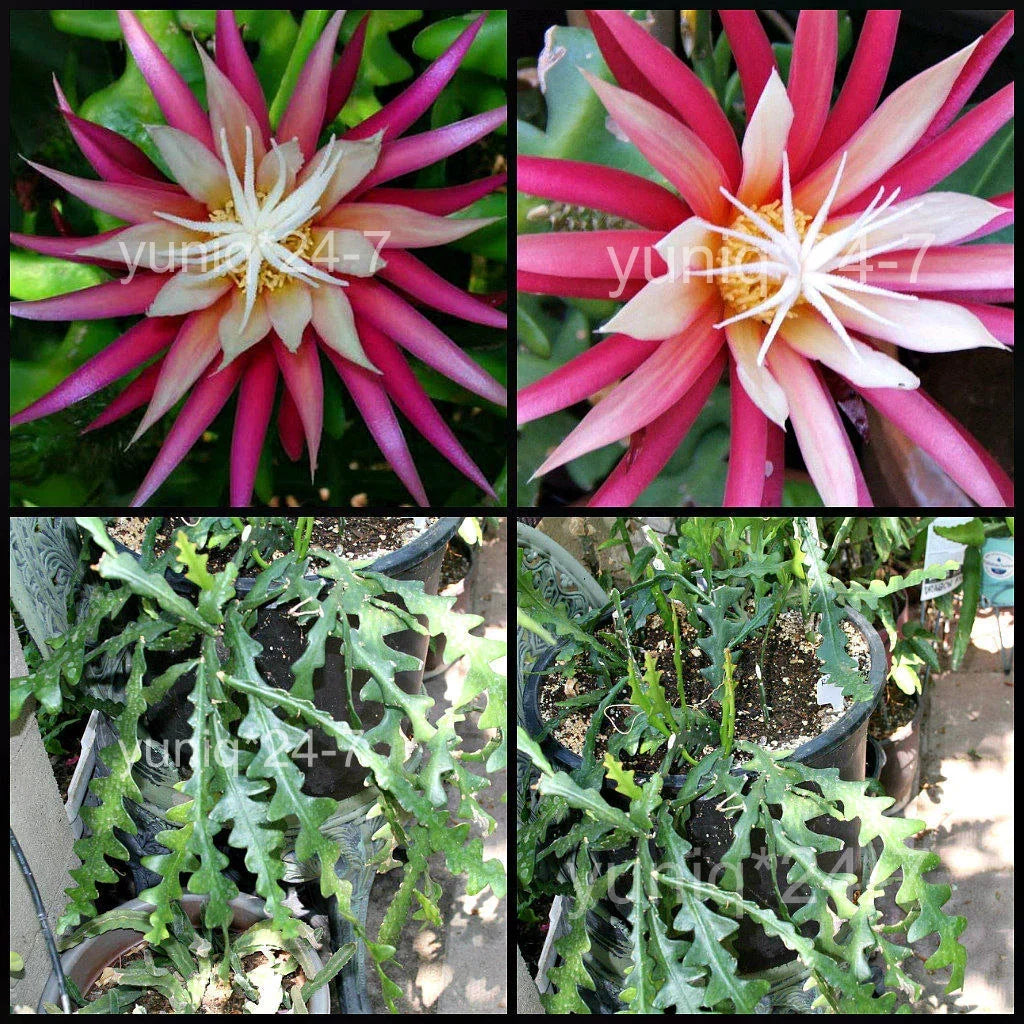 Ric Rac Cutting Orchid Cactus Fish Bone Succulent Cryptocereus anthonyanus Easy Care Plant