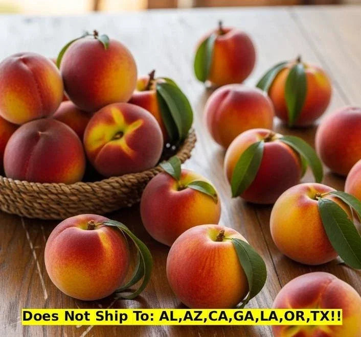 Sam Houston Peach Tree 3 Gal Pot, Prunus persica, Outdoor Fruit Tree, Ready to Plant, Garden Peach Tree