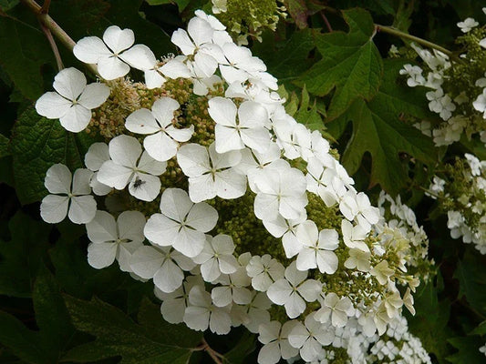 Hydrangea quercifolia 'Snow Queen' Oakleaf Hydrangea Plants – 5 Rooted Shrubs for Garden Borders, Hedges & Pollinator Attraction