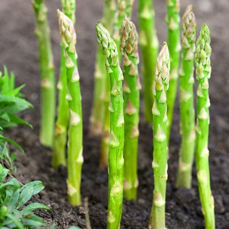 Mary Washington Asparagus Seeds - Perennial Vegetable, Green Asparagus (Asparagus officinalis), 25 Seeds for Home Garden & Farming