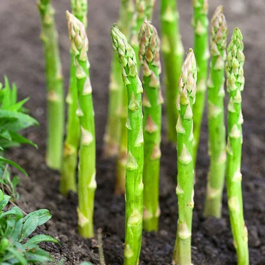 Mary Washington Asparagus Seeds - Perennial Vegetable, Green Asparagus (Asparagus officinalis), 25 Seeds for Home Garden & Farming