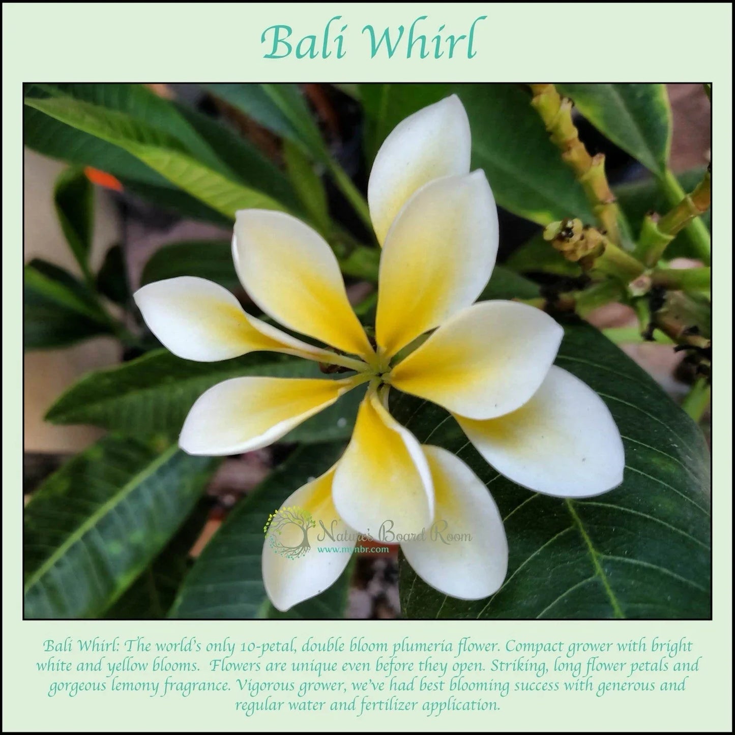Rooted Plumeria Plant Cutting - Bali Whirl 10-Petal Fragrant Flowering Plant - Plumeria spp. Tropical Garden Decor