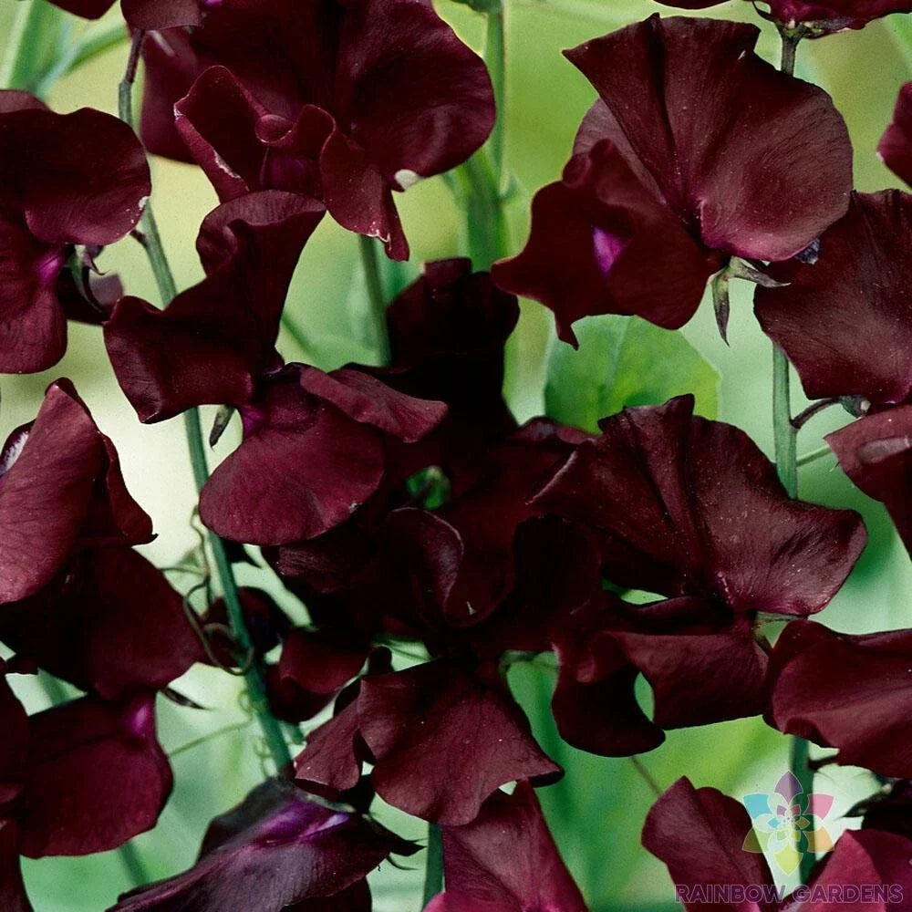 Beaujolais Sweet Pea Seeds - 50+ Pack Climbing Vine Fragrant Deep Burgundy Lathyrus odoratus for Garden Planting