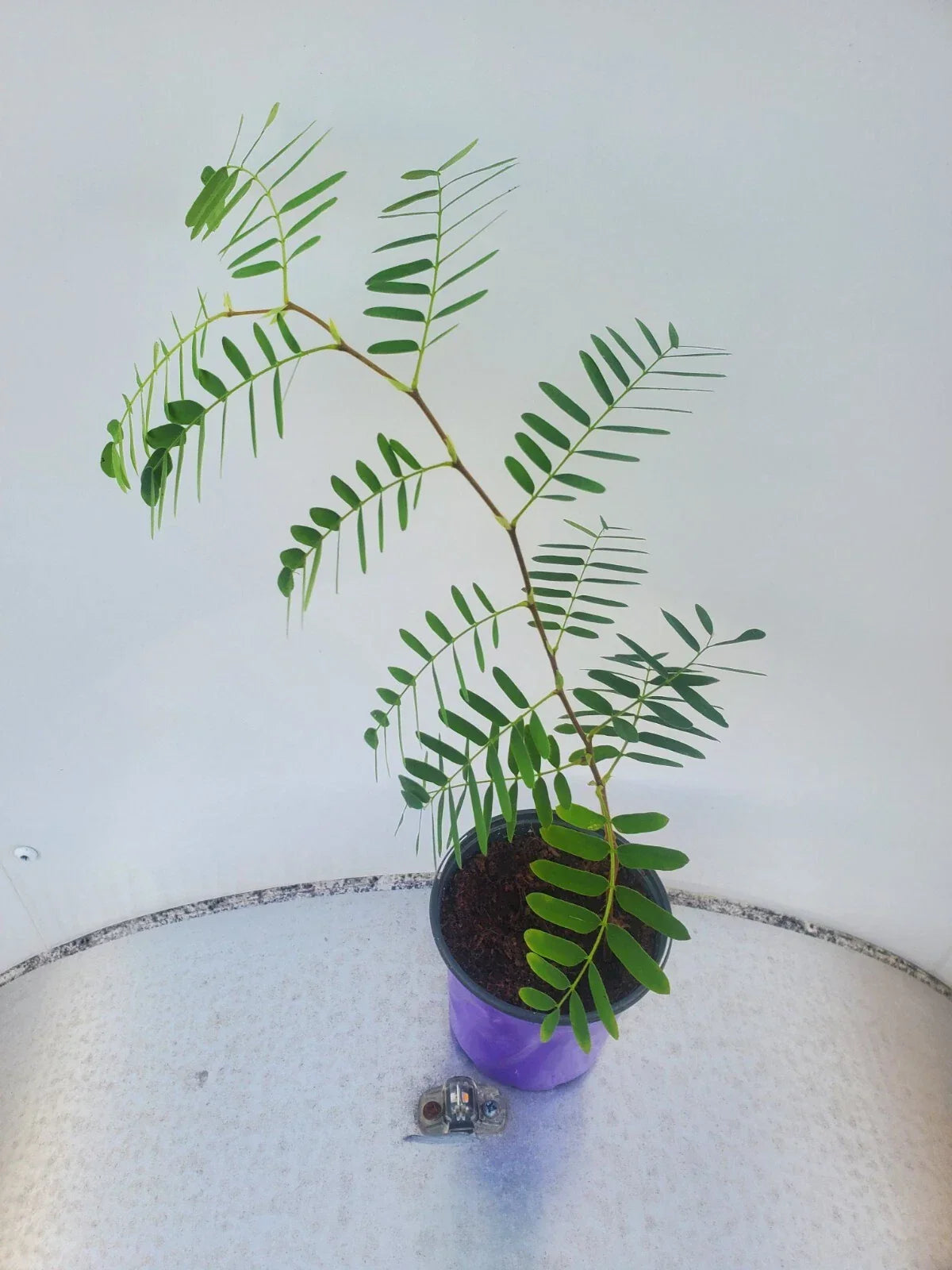 Live Tamarind Tree Plant – Tropical Fruit Variety Tamarindus indica for Garden or Outdoor Space