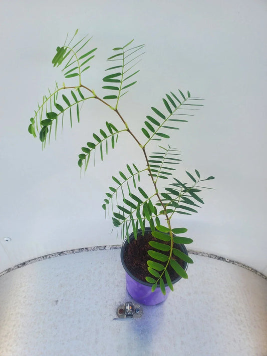 Live Tamarind Tree Plant – Tropical Fruit Variety Tamarindus indica for Garden or Outdoor Space