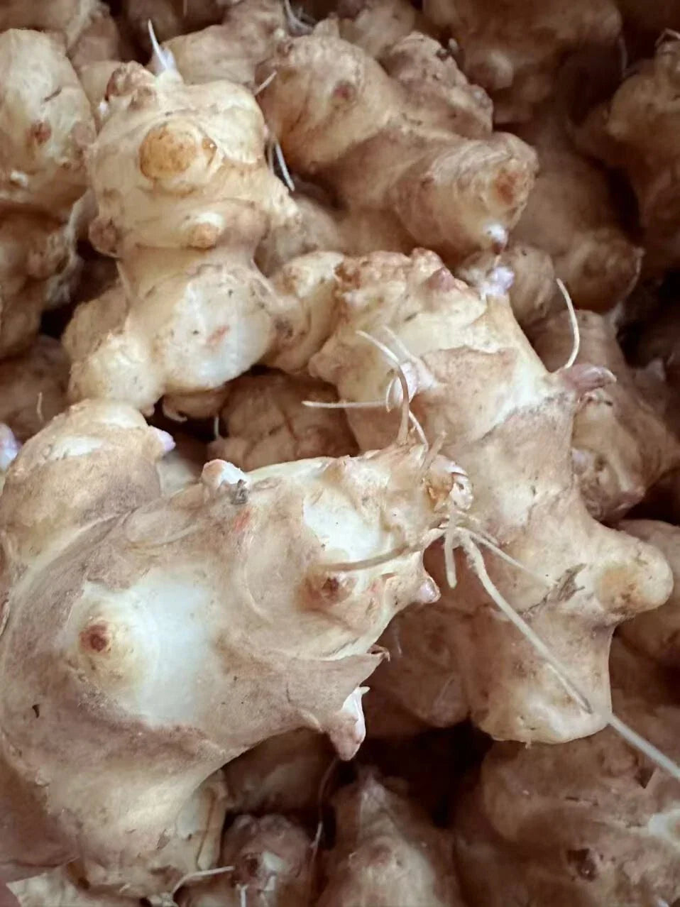 Sunchoke Tubers for Planting - Organic Jerusalem Artichoke - Helianthus tuberosus - Edible Perennial Vegetable, Non-GMO, Nutritious, Easy to Grow