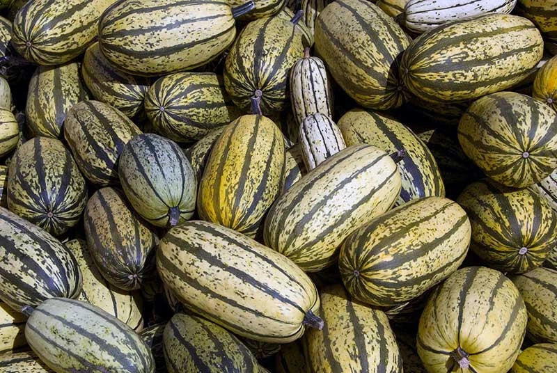 Delicata Squash Seeds Pack of 25+ | Cucurbita pepo | Non-GMO, Heirloom, Full Sun, Vining Planting Seeds