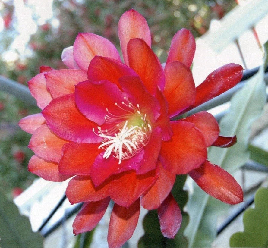 Epiphyllum Orchid Cactus Cutting IGVAZU FALLS Variety - Don's Cuttings, Unique Indoor/Outdoor Plant, Orchid-Like Blooms, Easy Care, Lush Foliage