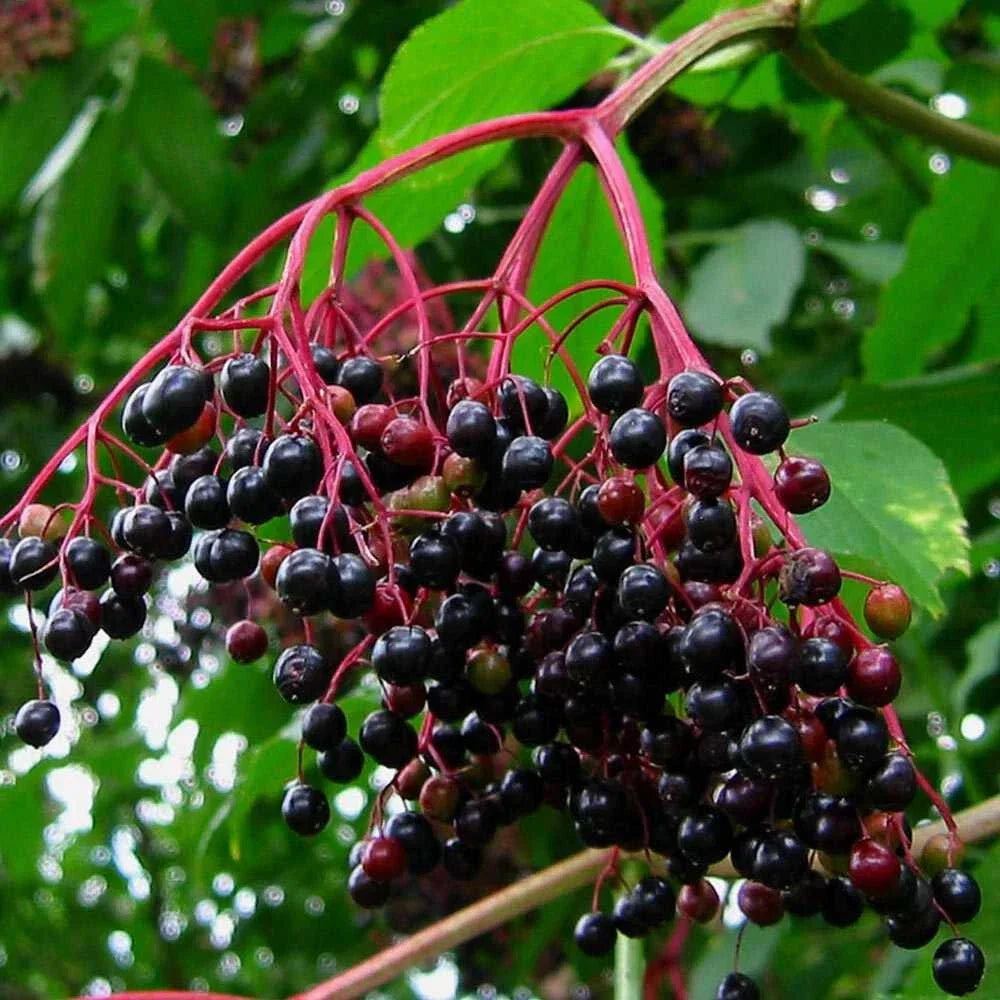 Unrooted Elderberry Cuttings - Sambucus Bush Shrub - Medicinal Perennial - Johns Variety for Gardening and Herbal Uses