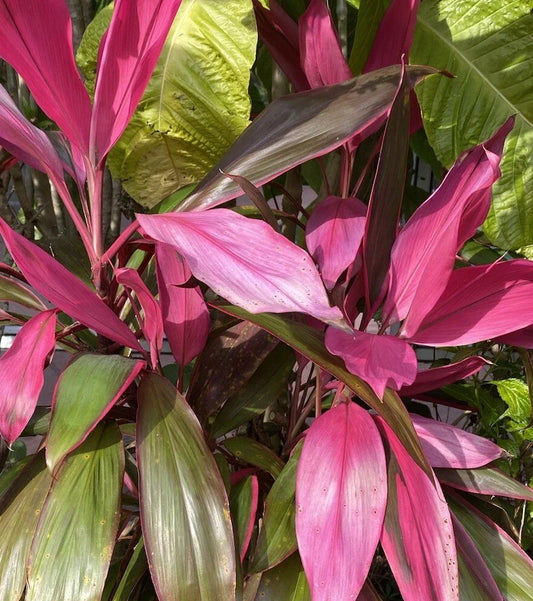 Hawaiian Ti Plant Cuttings 5-7 Inches | Cordyline fruticosa Tropical Indoor Garden Propagation