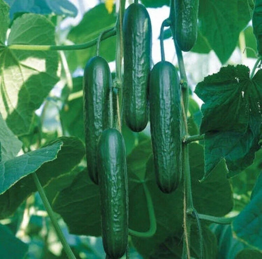 Organic Cucumber Seeds Bulk 20PCS Cucumis sativus for Gardening, Climbing Vine, Full Sun