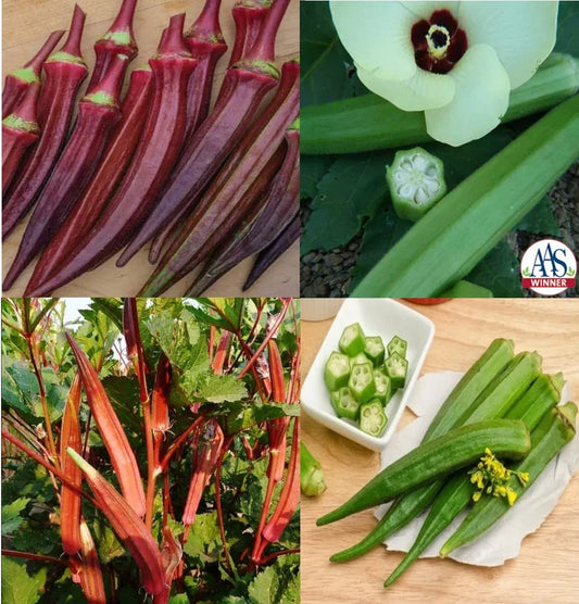 Okra Seeds Bulk Pack - Red Burgundy, Clemson Spineless, Jing Orange, Perkins - Vegetable Garden Variety, Abelmoschus esculentus
