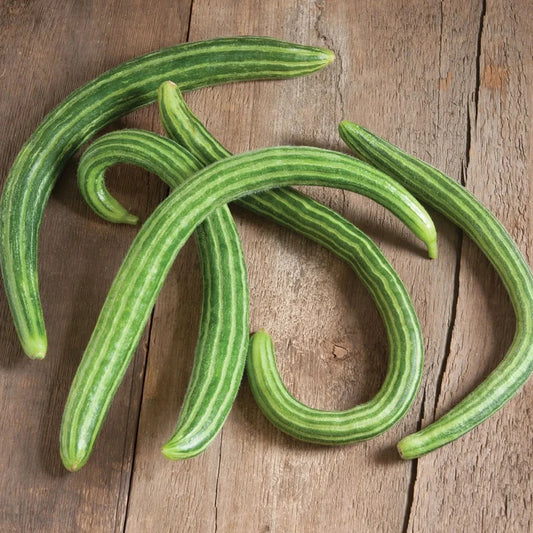 Painted Serpent Cucumber Seeds - Organic Heirloom Variety, Rare Cucumis sativus, Vining, 25+ Seeds for Salad, Pickling & Garden