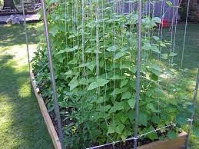 Kentucky Wonder Pole Bean Seeds - Heirloom Phaseolus vulgaris, Climbing Vine, Premium Fresh Seeds for Bountiful Harvest