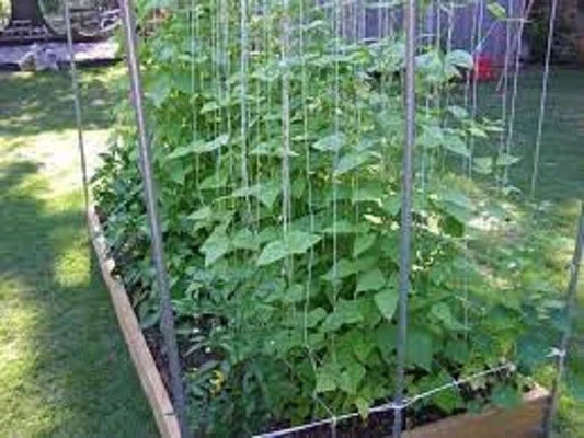 Kentucky Wonder Pole Bean Seeds - Heirloom Phaseolus vulgaris, Climbing Vine, Premium Fresh Seeds for Bountiful Harvest
