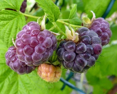 Organic Glencoe Purple Raspberry Plant - Live Rooted Starter for Zones 4-9, Rubus idaeus 'Glencoe' with Sweet Purple Raspberries