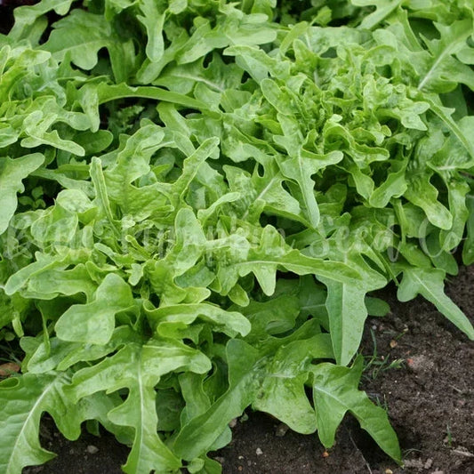 Oak Leaf Lettuce Seeds - Heirloom, Non-GMO, Loose Leaf, Lactuca sativa, 500/1000/5000 Seeds