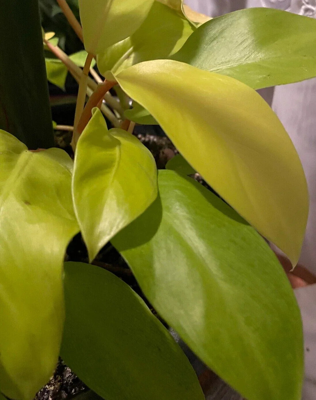 Philodendron Maylay Gold Plant 3" Pot - Golden Goddess Lemon Lime - Philodendron 'Golden Goddess' - Air-Purifying Indoor Houseplant