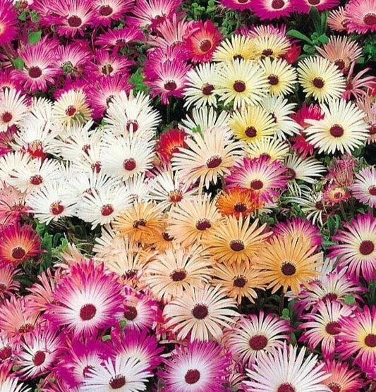 Ice Plant Flower Seeds, Over 4000 Mixed Colors, Annual Delosperma cooperi, Vibrant Garden Blooms for Borders & Containers