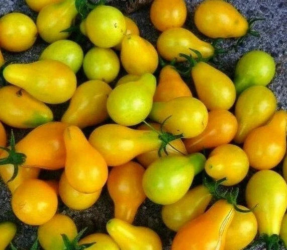 Yellow Plum Tomato Seeds - 100+ Non-GMO Solanum lycopersicum for Salad, Culinary & Garden Growth