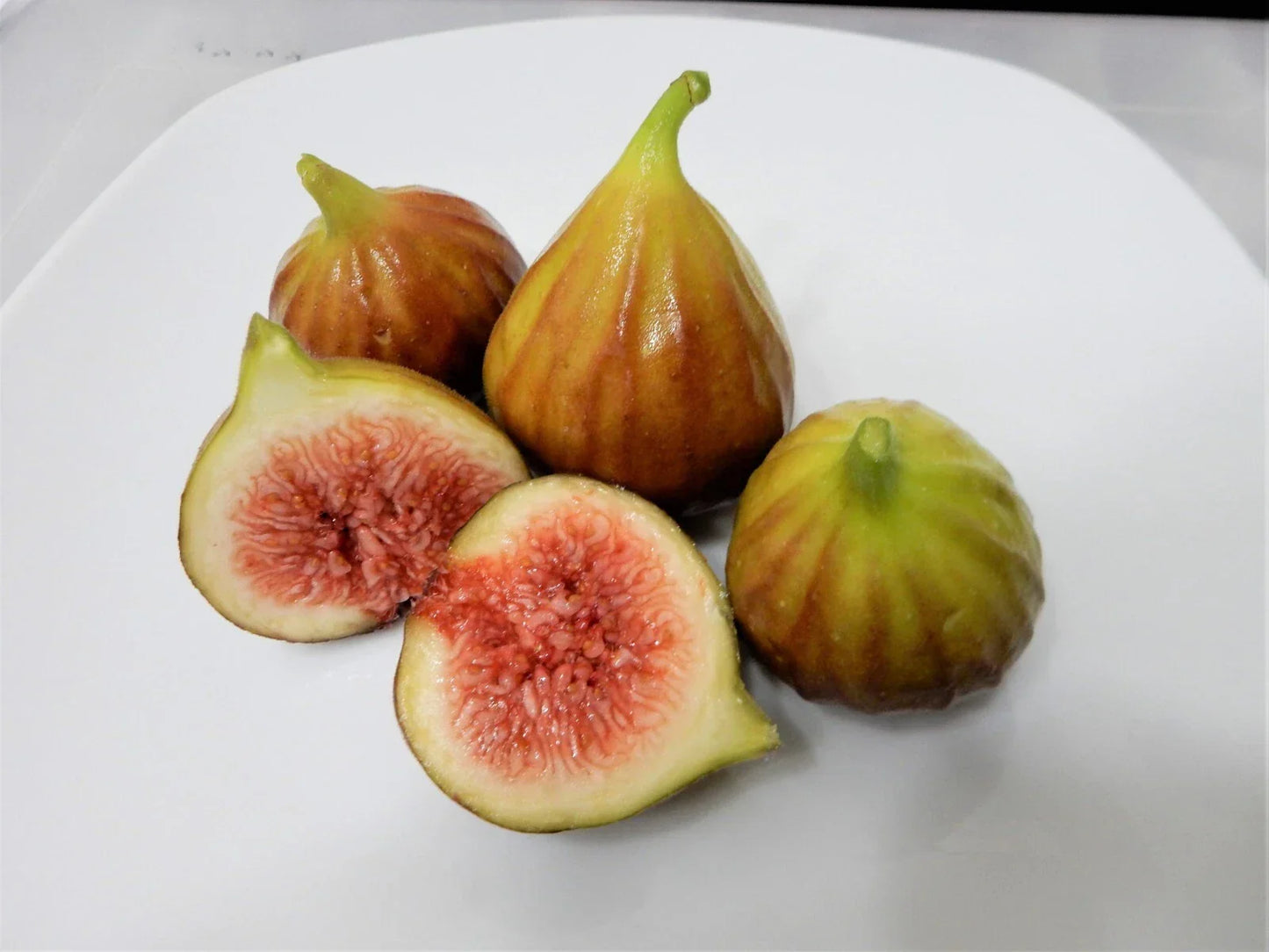 Chicago Hardy Fig Tree Cuttings – 10 Unrooted 6-8" Ficus carica "Chicago Hardy" Cold Hardy Variety