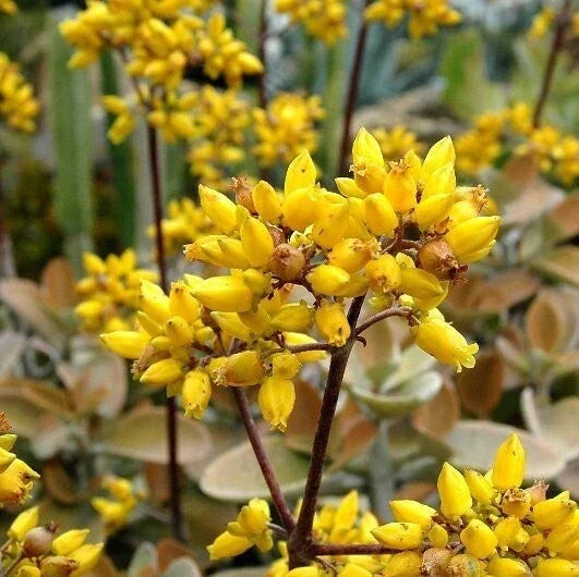 Kalanchoe 'Copper Spoons' 4-Inch Bare Root Succulent with Bronze Velvet Leaves, Kalanchoe orgyalis