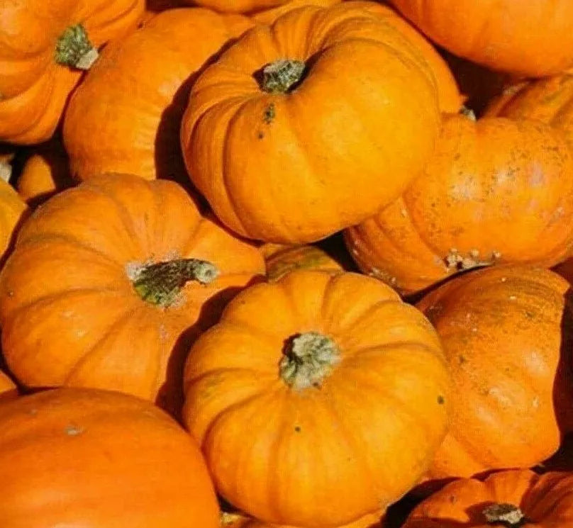 Pumpkin Seeds Seed Packet 20+ Jack Be Little Cucurbita pepo Decorative Miniature Pumpkin Seeds