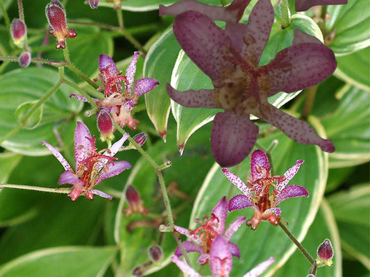 Japanese Toad Lily Plant - Potted Tricyrtis hirta with Exotic Orchid-Like Flowers, Shade Garden Perennial