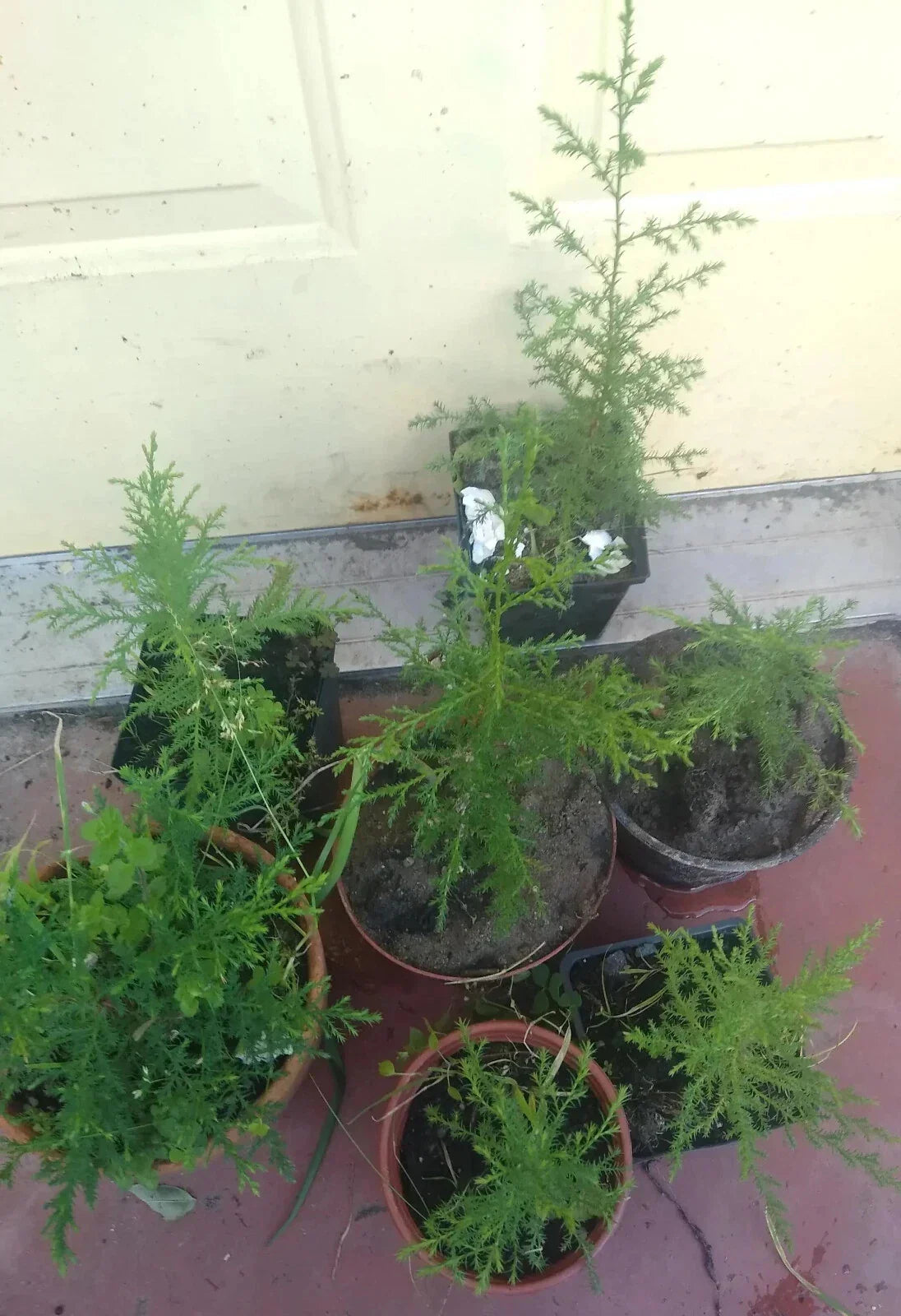 Cedar of Goa Bare Root Plant 12-14" | Hesperocyparis Lusitanica Evergreen Tree for Landscaping & Privacy