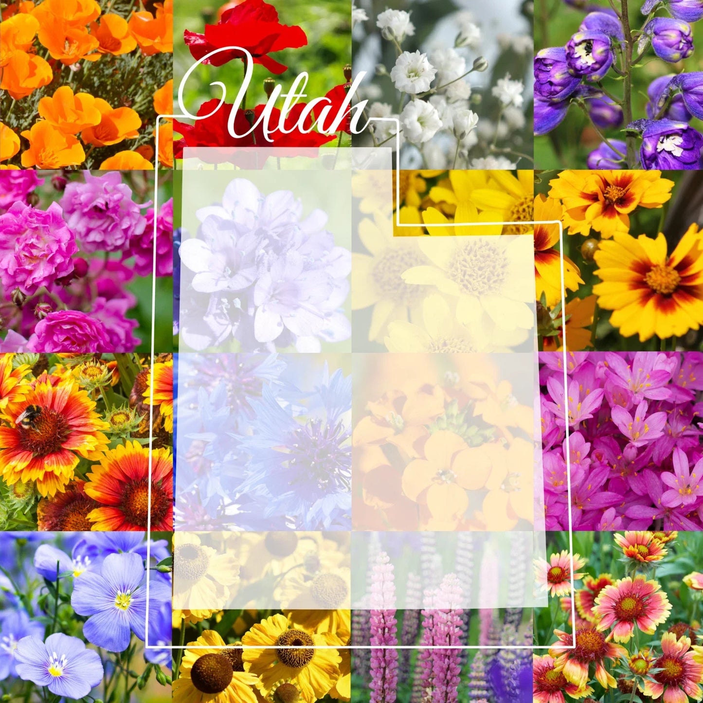 Utah Western Wildflower Seed Mix 1/4 Pound Bulk – Native Garden Wildflowers for Pollinators, Covers 800 sq ft, Eco-Friendly Planting