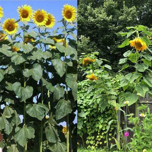 Organic Mammoth Black Russian Sunflower Seeds - Helianthus annuus, 26+ Pack for Tall, Vibrant Wildflowers