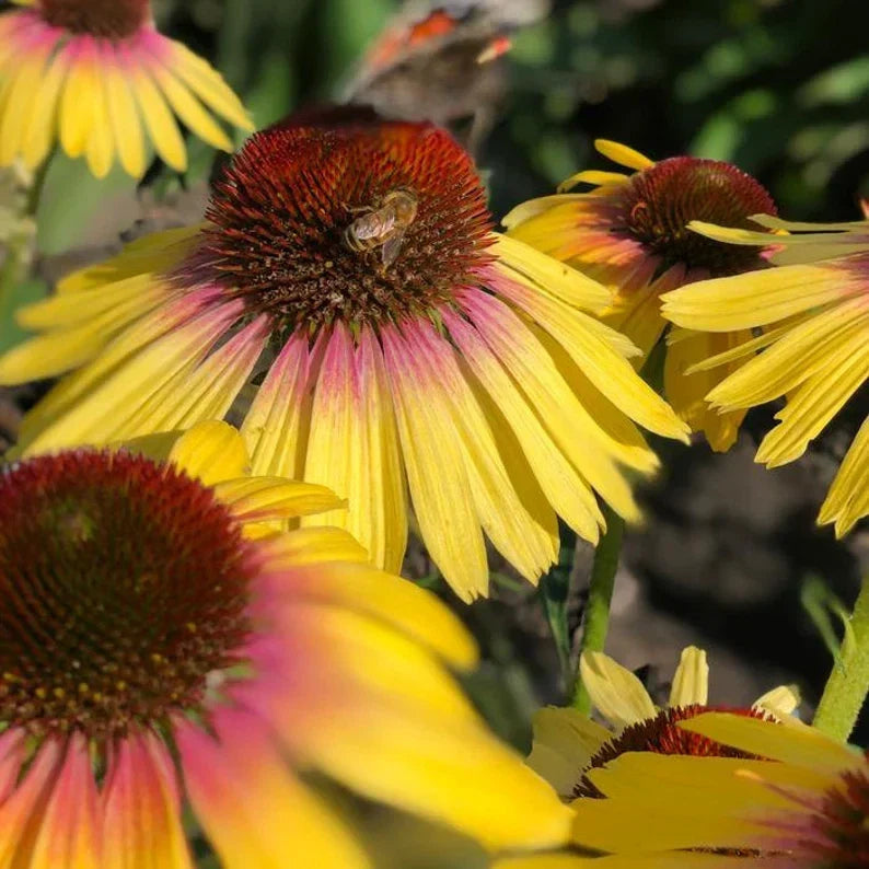 Echinacea Butterfly™ Yellow Rainbow Marcella Live Starter Coneflower Plant Perennial Flower for Gardens