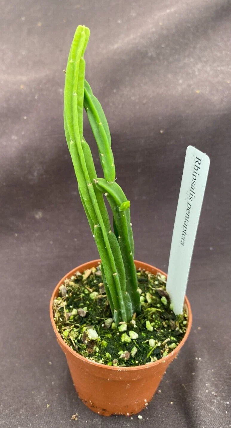 Rhipsalis pentaptera Plant in 2" Pot | Rooted Cactus Tropical Succulent Houseplant | Easy Care, Trailing, Indoor Plant