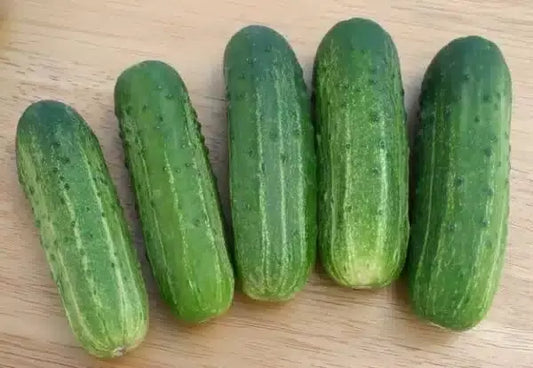 Organic Wisconsin SMR-58 Cucumber Seeds for Pickling, Heirloom, Non-GMO, Vegetable Gardening, 100+ Seeds, Cucumis sativus