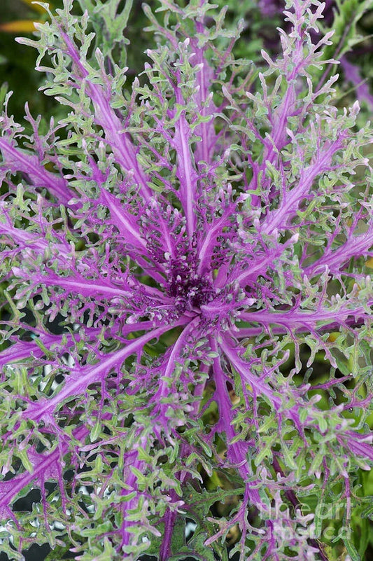 Ornamental Kale Seeds Peacock Red – Brassica oleracea – Vibrant Red and Green Foliage for Garden Beds & Containers
