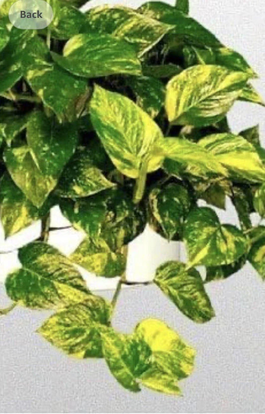 Golden Pothos Plant - Well Rooted 4-Inch Pot Epipremnum aureum Indoor Houseplant