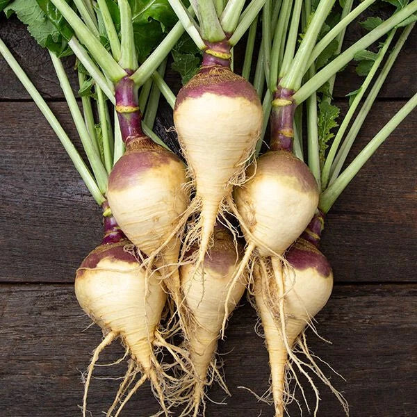Rutabaga Seeds 500+ Helenor Variety Brassica napus Non-GMO Garden Planting for Fall & Winter